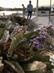 Limonium hirsuticalyx