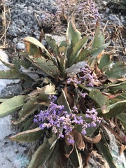 Limonium hirsuticalyx