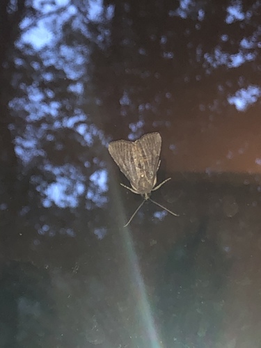 Green Cloverworm Moth