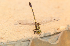 Progomphus obscurus