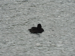 Aythya fuligula