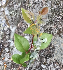 Xylosma tweediana