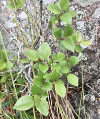 Xylosma tweediana