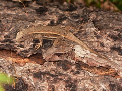 Sceloporus virgatus