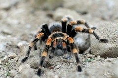 Brachypelma hamorii