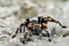 Brachypelma hamorii