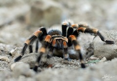 Brachypelma hamorii