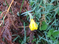 Narcissus cuneiflorus