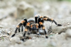 Brachypelma hamorii