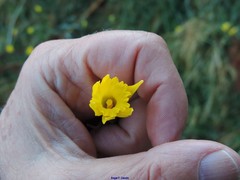 Narcissus cuneiflorus