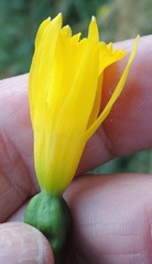 Narcissus cuneiflorus