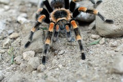 Brachypelma hamorii
