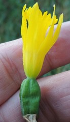 Narcissus cuneiflorus