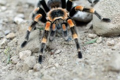 Brachypelma hamorii