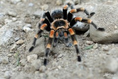 Brachypelma hamorii