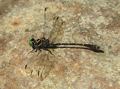 Burmagomphus insularis