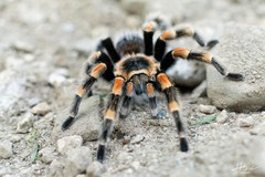 Brachypelma hamorii