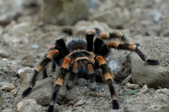 Brachypelma hamorii
