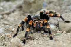 Brachypelma hamorii