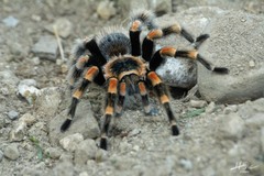 Brachypelma hamorii