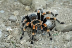 Brachypelma hamorii