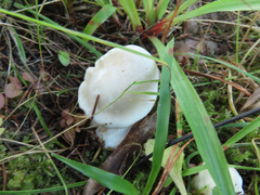 Hygrophorus piceae