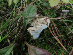 Hygrophorus piceae