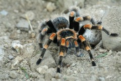 Brachypelma hamorii