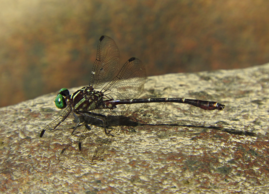Burmagomphus insularis