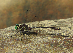 Burmagomphus insularis