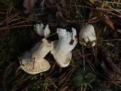Hygrophorus piceae