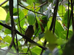 Mionectes oleagineus