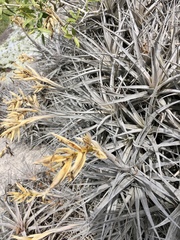 Tillandsia ixioides