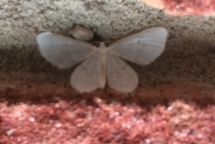 Hydrelia albifera