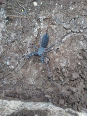 Mastigoproctus cinteotl