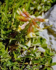 Trifolium haydenii