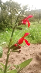 Salvia pulchella