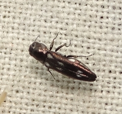 Agrilus pectoralis