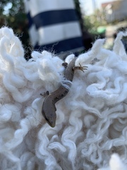 Elgaria multicarinata