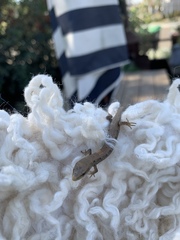 Elgaria multicarinata