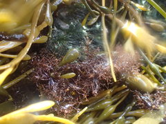 Vertebrata lanosa
