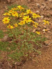 Heliopsis parvifolia