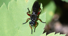 Laphria sadales