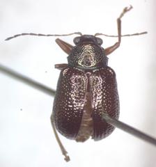 Percolaspis