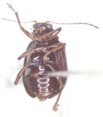 Percolaspis
