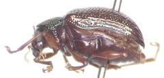 Percolaspis