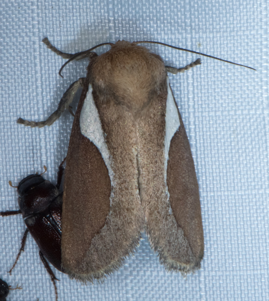 Western Skiff Moth