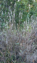 Lavandula angustifolia