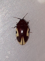 Chelonarium ornatum