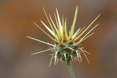 Centaurea reflexa